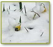 Glacier Lilies at Moose Creek Estates Premier Idaho Mountain Land for Sale