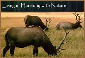 Witness the majesty of bull elk grazing when you live and play at this Idaho Rocky Mountain Real Estate for sale