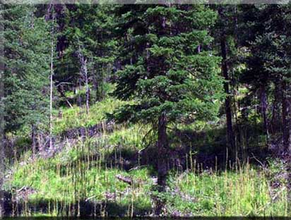 Idaho Waterfront Property for Sale Lot 2 A  view of North Fork of Salmon River