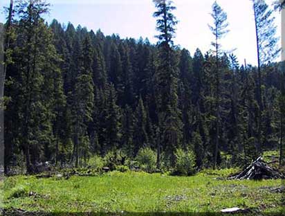 Idaho River Property for Sale Lot 5A view into pine trees