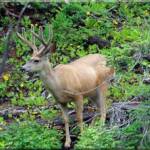 Buck in velvet above Lot 7 at Moose Creek Estates - Premier Idaho mountain real estate