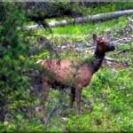 Cow elk at Moose Creek Estates - Idaho mountain real estate