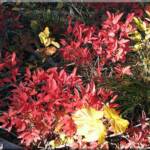 Fall foliage along the hiking trail at Moose Creek Estates - a fantastic Idaho Ski Property for sale