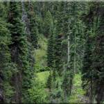 Hillside along hiking trail in Greenbelt at Moose Creek Estates -  premier Idaho mountain real estate