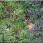 Mule deer buck in velvet resting under a tree at Moose Creek Estates Green Belt - premier Idaho mountain real estate