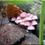 Mushrooms along the hiking trail in the Greenbelt at Moose Creek Estates Idaho waterfront property