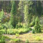 North Fork River along the hiking trail in the Greenbelt at Moose Creek Estates premier Idaho mountain real estate