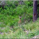 Deer bedded in greenbelt at Moose Creek Estates -  Idaho mountain land for sale