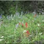 Wildflowers near hiking trail in Greenbelt at Moose Creek Estates premier Idaho mountain real estate