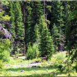 Deer in North Fork River Corridor  / Green Belt at Moose Creek Estates - Idaho country land for sale