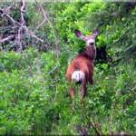 Deer roaming in North Fork River Corridor / Green Belt at Moose Creek Estates - Idaho land for sale