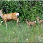 Doe and twin fawns near entry at Moose Creek Estates - Idaho property for sale