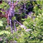 Fawn hiding in trees on North Fork River Corridor /  Green Belt at Moose Creek Estates -  Idaho country property for sale