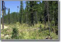 Salmon Idaho Land For Sale Mature Pine Trees at Moose Creek Estates