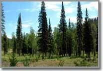 Land for sale in Idaho Lot 14, Idaho Waterfront Property