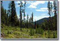 Idaho Mountain Land For Sale Lot 15 at Moose Creek Estates