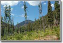 Idaho Mountain Properties for Sale Lot 16 - Hunting Land for Sale