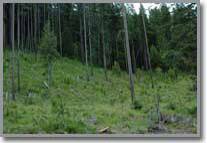 Salmon Idaho Waterfront Lots Real Estate for Sale Lot 19