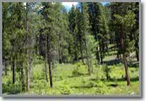 Buy Land in Idaho a premier river property with mature pine trees