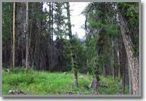 Buy Idaho Land River Property For Sale near Montana Land Real Estate Lot 24A