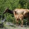 A couple hundred elk move into this Idaho area on and around Moose Creek Estates each spring.  The cows have their calves and they remain in the area til the snow gets deep in the winter.