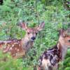 One of the many ownership benefits at Moose Creek Estates is witnessing wildlife such as these meandering twin fawns.