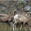 2 Bighorn Sheep near Salmon, Idaho and Moose Creek Estates premier Idaho land for sale