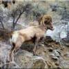 Witness the wonder of wildlife roaming freely in Idaho near Moose Creek Estates Idaho mountain land for sale.  Photo of Bighorn Ram on the Salmon River (Photo by Merissa Goodman)