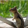 Chipmunk a Golden Mantle Ground Squirrel at Moose Creek Estates Idaho land for sale. (Photo by John Goodman)