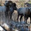 Bighorn Rams near Moose Creek Estates premier Rocky Mountain Land for Sale