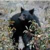 Black Bear down the Salmon River most likely in search of berries!