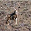 Buy land in Idaho to enjoy wildlife such as  the majesty of a proud mule deer buck 