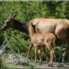 Moments to remember, Cow elk with her calf.