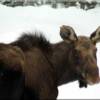 Young cow moose on Moose Creek Estates premier Idaho land for sale