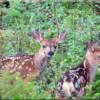 Twin fawns only a couple days old on the Moose Creek Estates North Fork River Corridor / Greenbelt 