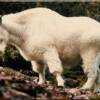 Beautiful mountain goat in the cliffs above the Salmon River at Pine Creek