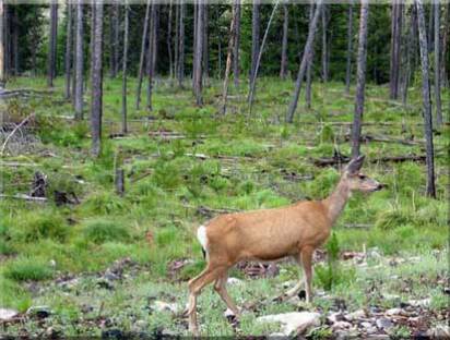 Idaho Waterfront Land for Sale Lot 12 view of wildlife 