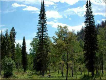 Land for Sale in Idaho Lot 14 bordering the National Forest public lands - Premier Rocky Mountain Real Estate