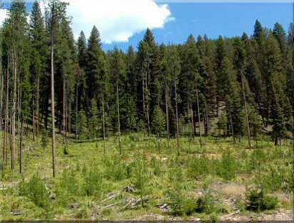 Idaho Mountain Land for Sale Lot 15 A skiiers dream Ski Property on the Idaho Montana Border