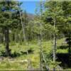 Lot 17B view to the north on this lovely mountain land sale at Moose Creek Estates Idaho Real Estate.