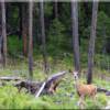 Deer on Lot 19 of this Salmon Idaho acreage located just 30 miles north of Salmon, Idaho a premier Rocky Mountain Real Estate