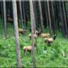 Elk roaming on Lot 19, one of several waterfront lots available Moose Creek Estates Idaho acreage for sale.