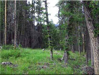 Buy Idaho Land this Lot 24A offers plenty of room to play in this premier Rocky Mountain Idaho Acreage for Sale