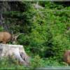 Deer in the Spring on this beautiful  Lot 2A  Idaho Waterfront Property for sale at Moose Creek Estates premier Idaho mountain real estate.