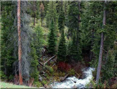 Idaho Waterfront Property for Sale Lot 2 A  view of North Fork of Salmon River