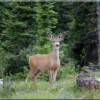 Young mule deer buck in velvet waiting for your visit to Moose Creek Estates.