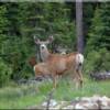 A handsome mule deer doe and young buck roaming this premier Rocky Mountain land for sale with the North Fork of the Salmon river flowing by