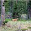 Deer enjoying what could be your future Idaho river property paradise