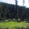 Idaho river property view to the East of Lot 5A into a mature forest of trees.