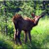 Calf Elk viewed from this this Idaho mountain home for sale.